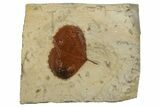 Fossil Leaf (Zizyphoides) - Montana #262758-1
